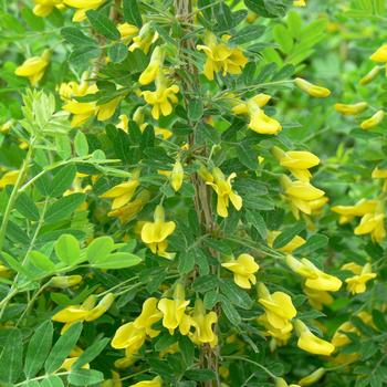 Caragana arborescens 'Sutherland' 