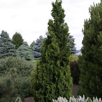 Thuja occidentalis 'Zmatlik'