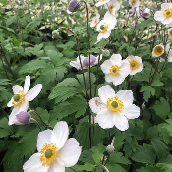 Anemone 'Elfin Swan'