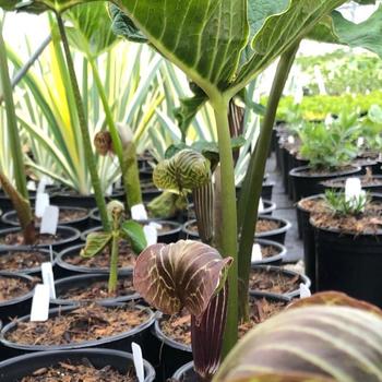 Arisaema griffithii