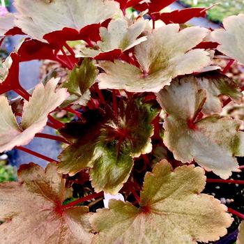 Saxifraga fortunei 'Wada' 