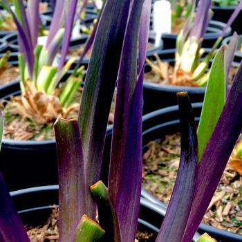 Iris versicolor 'Dark Aura' 