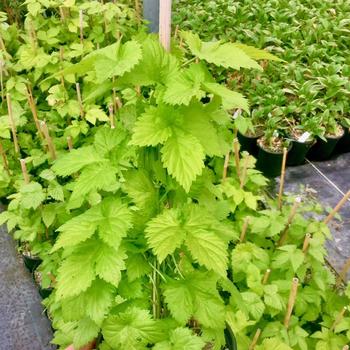 Humulus lupulus 'Bianca' 