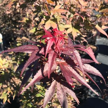 Acer x pseudosiebodianum 'Dark Star'