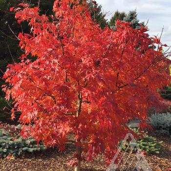 Acer x pseudosieboldianum Pacific Rim® 'Final Fire®'