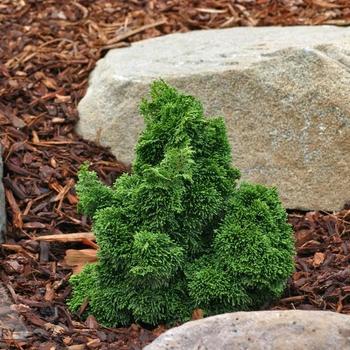 Chamaecyparis obtusa 'Ellie B.' 