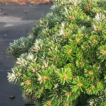 Abies koreana 'Wellenseind'