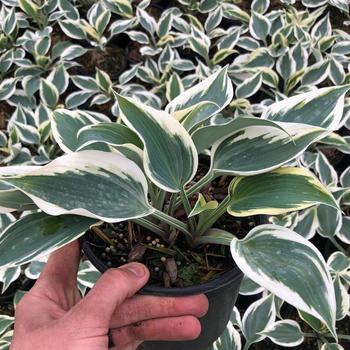 Hosta 'Great Escape' 