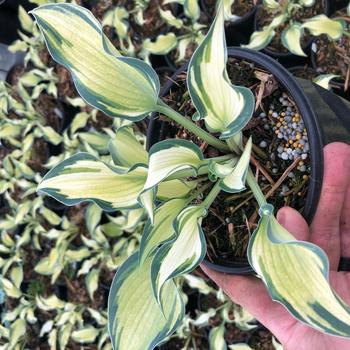 Hosta 'Teacher's Pride' 