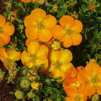 Potentilla fruticosa 'Bella Sol®' 