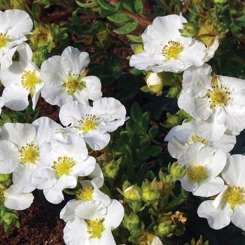 Potentilla fruticosa 'Hachbianca' PPAF, CPBRAF