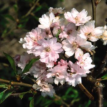 Prunus pendula 'Plena-rosea' 