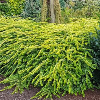 Lonicera nitida 'Golden Glow' PP26598