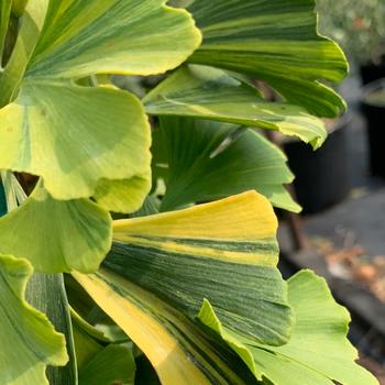 Ginkgo biloba 'Sunstream' 