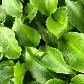 Hosta 'Shiny Sonata' 