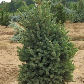 Picea mariana 'Blue Teardrop' 