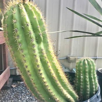 Echinopsis 'Big Bertha' 