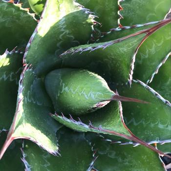 Agave montana
