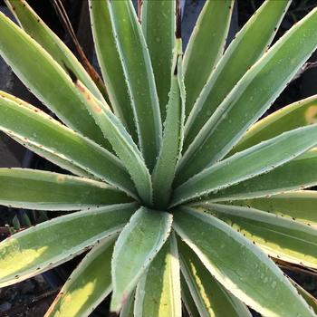 Agave angustifolia 'Marginata' 