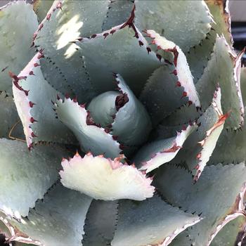 Agave parrasana