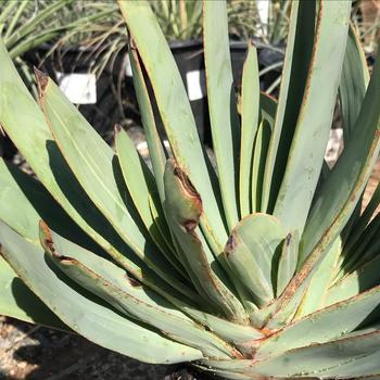 Aloe plicatilis