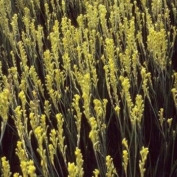 Anigozanthos 'Bush Dawn' 
