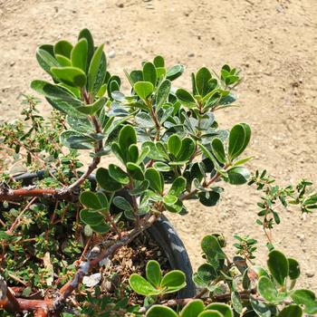 Arctostaphylos uva-ursi 'Point Reyes' 