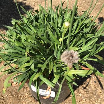 Armeria alliacea