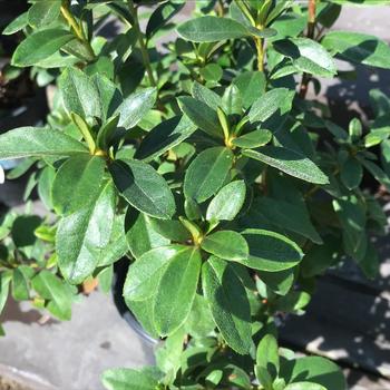 Rhododendron Southern Indica hybrid 'Nuccio's Carnival' 