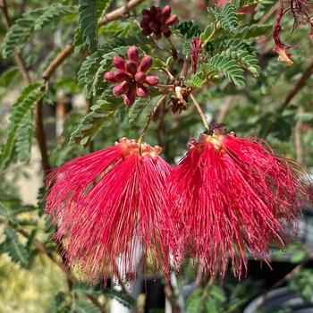 Calliandra 'Sierra Starr®' PP15387