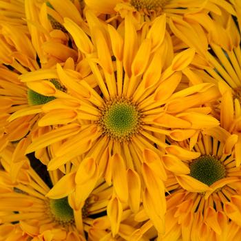 Chrysanthemum indicum 'Emporia™ Golden' 