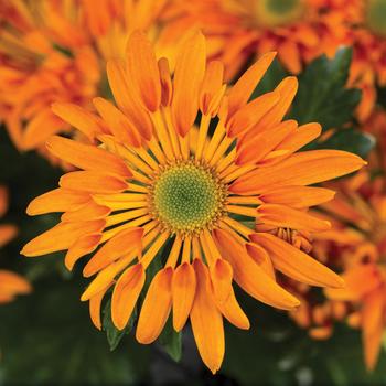 Chrysanthemum indicum 'Emporia™ Orange' 