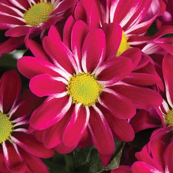 Chrysanthemum indicum 'Estes Park™ Purple Bicolor'