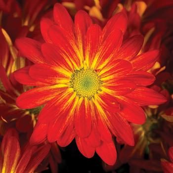 Chrysanthemum indicum 'Fire Island™ Red Bicolor'