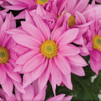 Chrysanthemum indicum 'Grandview™ Pink' 