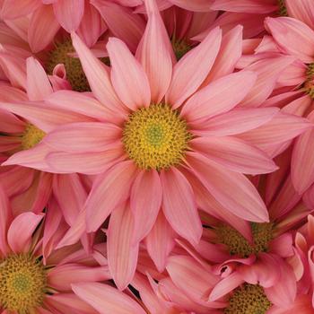 Chrysanthemum indicum 'Grandview™ Apricot'