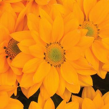 Chrysanthemum indicum 'Grandview™ Butterscotch' 