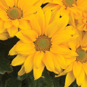 Chrysanthemum indicum 'Grandview™ Gold'