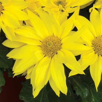 Chrysanthemum indicum 'Grandview™ Yellow' 