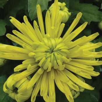 Chrysanthemum indicum 'Green Valley™'