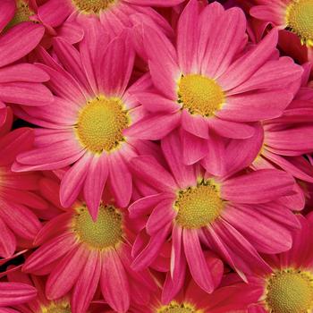 Chrysanthemum indicum 'Hilo™ Fuchsia' 