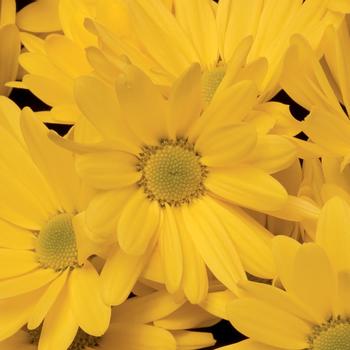 Chrysanthemum indicum 'Hollister™ Yellow'