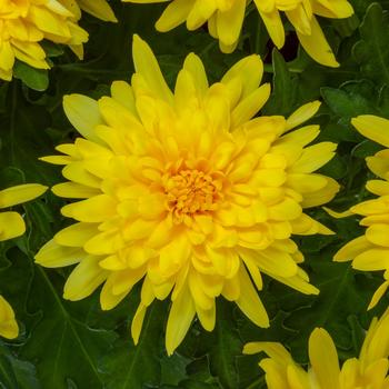 Chrysanthemum indicum 'Houston™ Yellow'