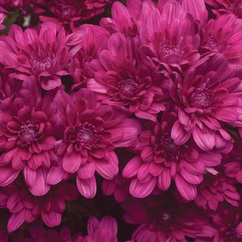 Chrysanthemum indicum 'Jamestown™ Regal Purple'