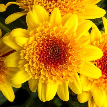 Chrysanthemum indicum 'Key Largo™ Golden' 