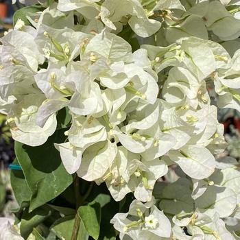 Bougainvillea 'Jamaica White' 