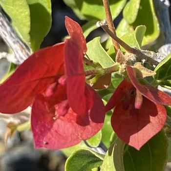 Bougainvillea 'Oh My My' 