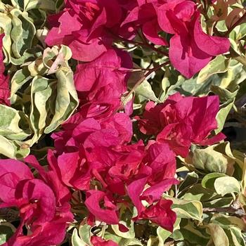 Bougainvillea 'Baby Victoria' 