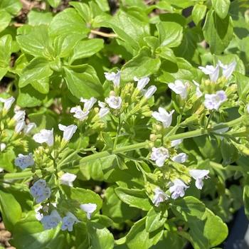 Calamintha nepeta 'Montrose White' 