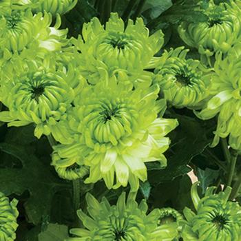 Chrysanthemum indicum 'Limerick™ Lime' 